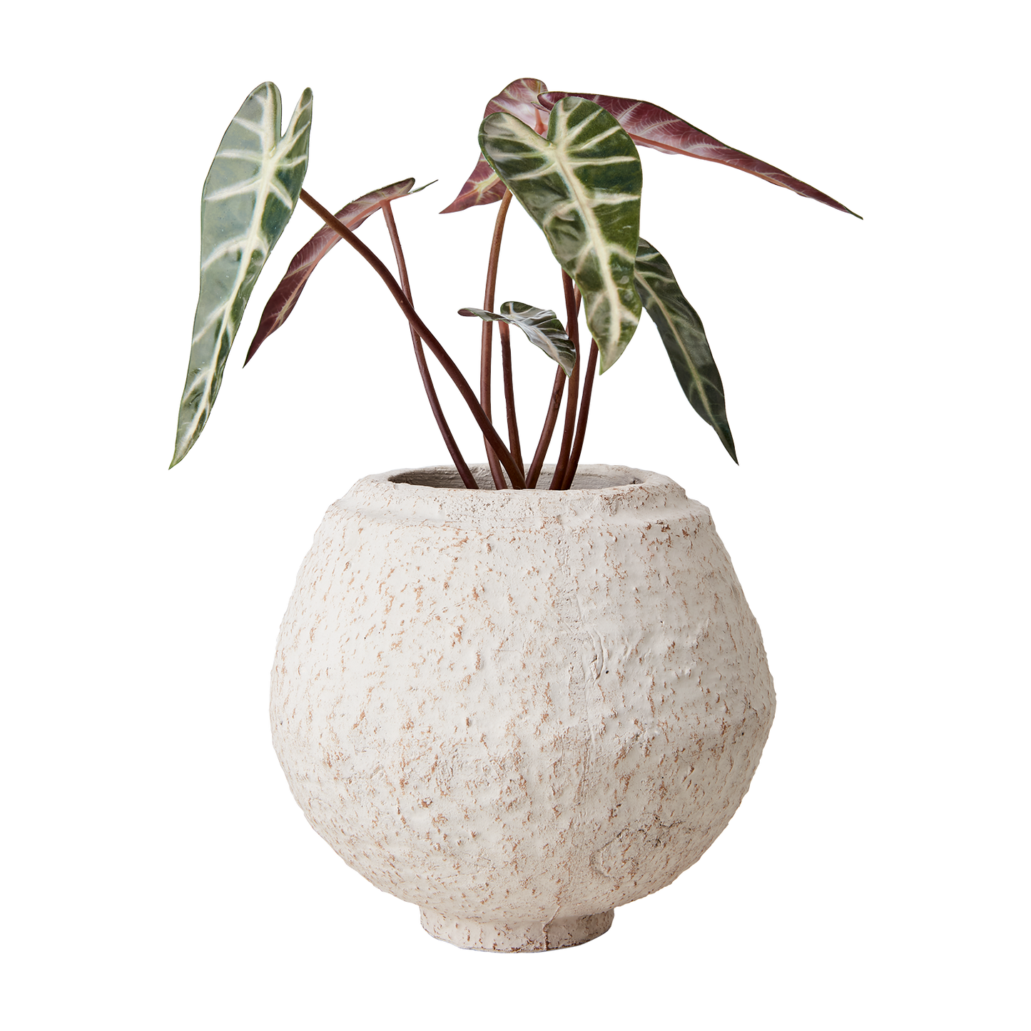 Hvid rustik terracotta vase.
