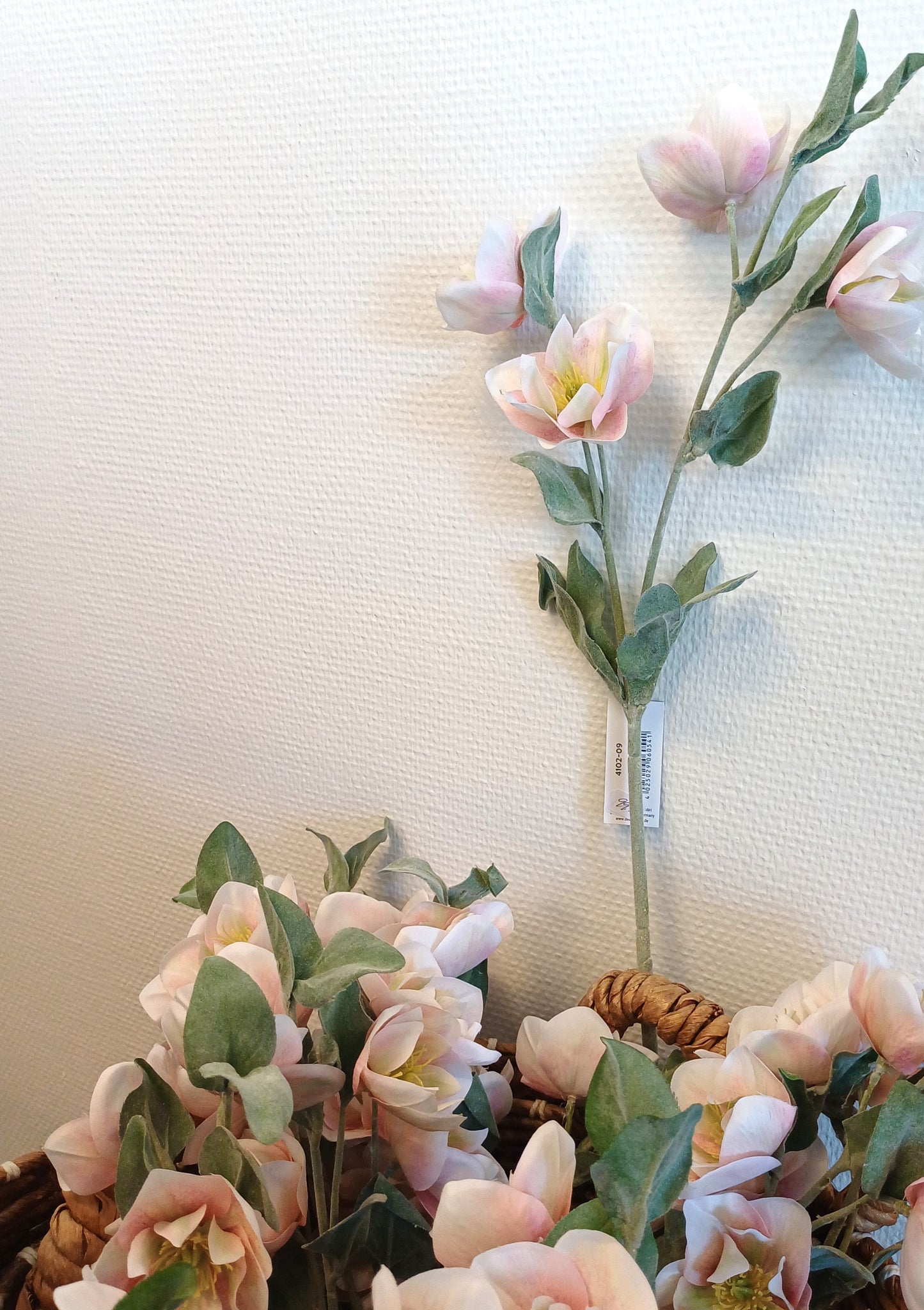 Pink Julerose, Helleborus.