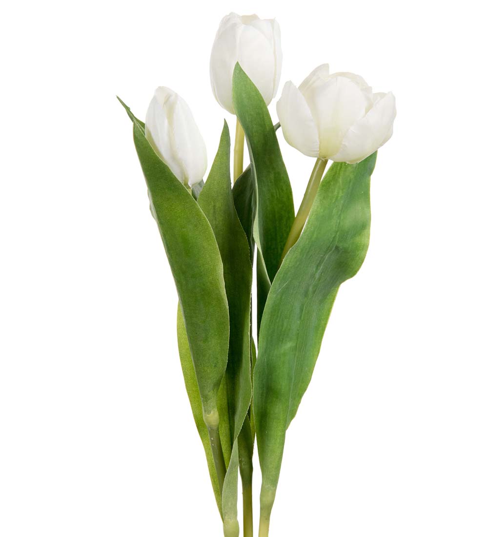 Hvide tulipan stilk.