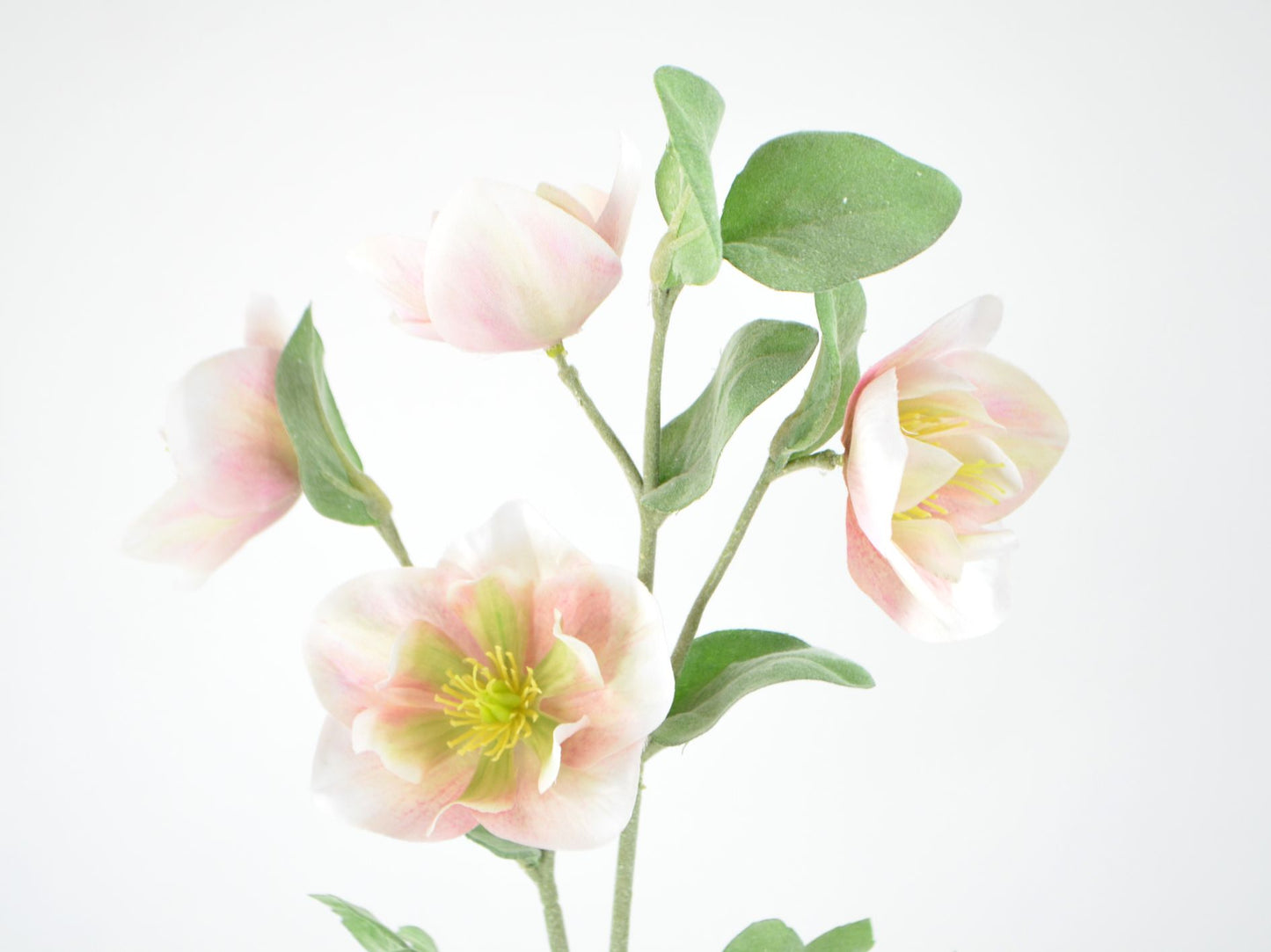 Pink Julerose, Helleborus.