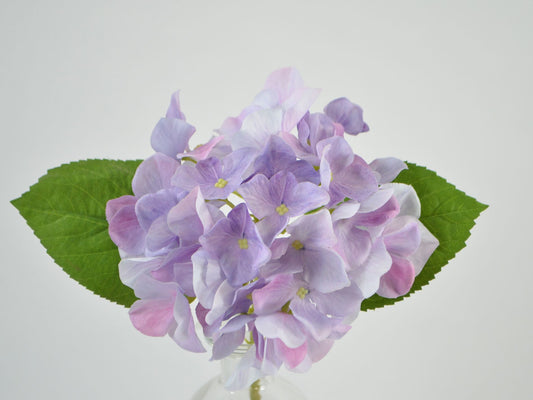 Hortensia stilk i farver i purple.