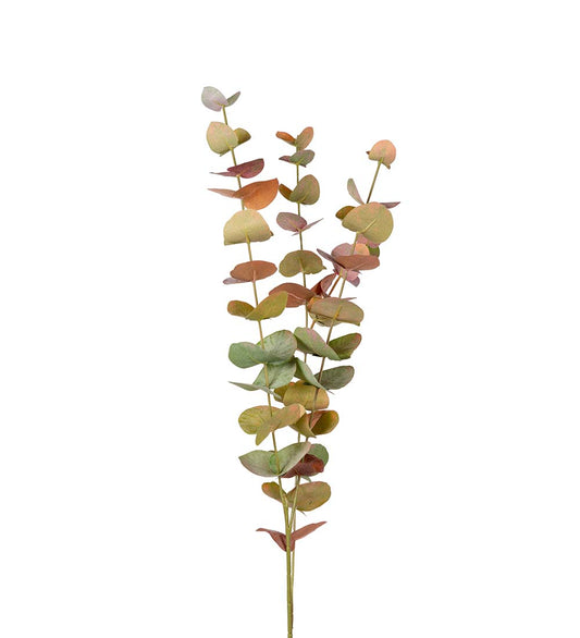 Eucalyptus stilk med store blade.