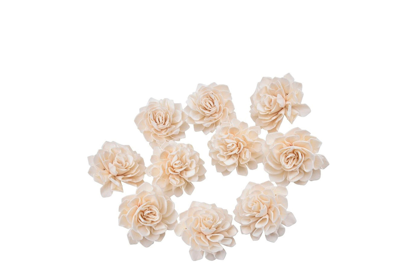 Dalhia blomster hoveder