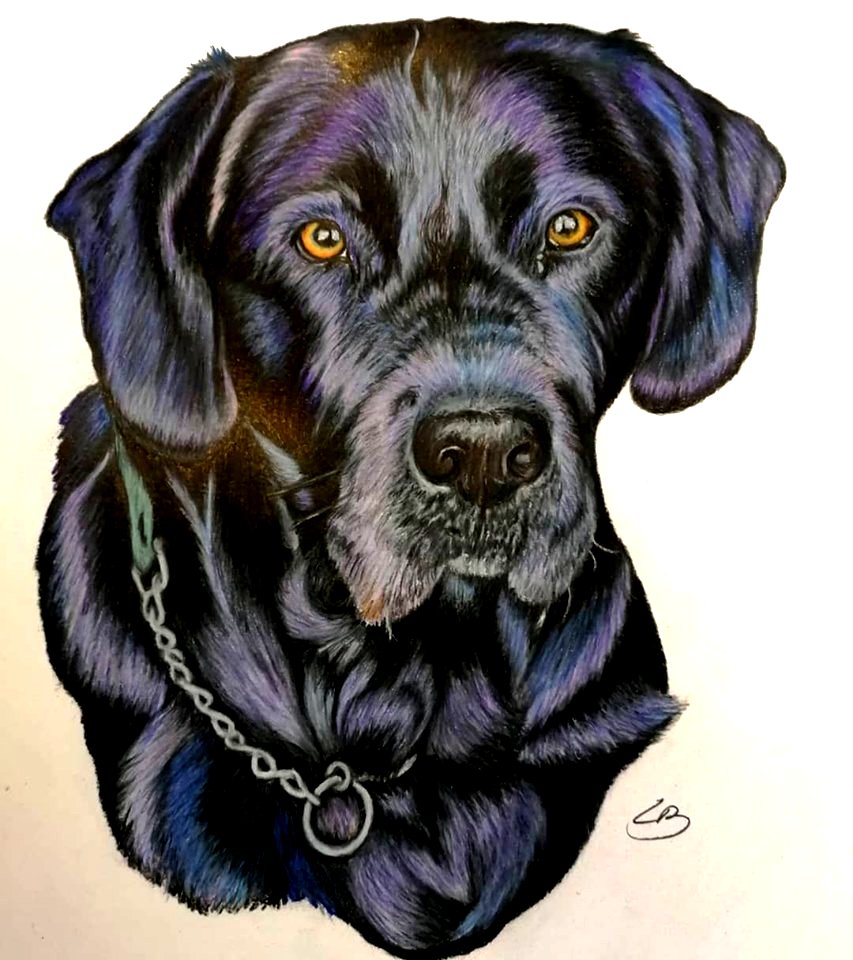 Bestilling af håndtegnet dyreportræt i A4 farver