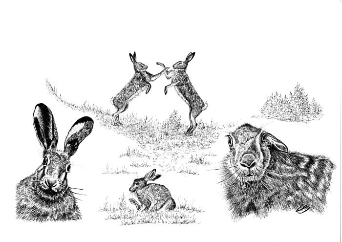 Harekamp fra Hals og Guldfasanen