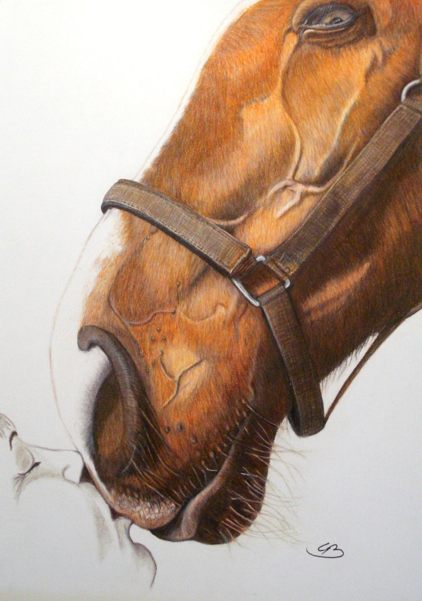 Bestilling af håndtegnet dyreportræt i A4 farver