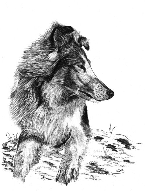 Håndtegnet original hundeportrætter