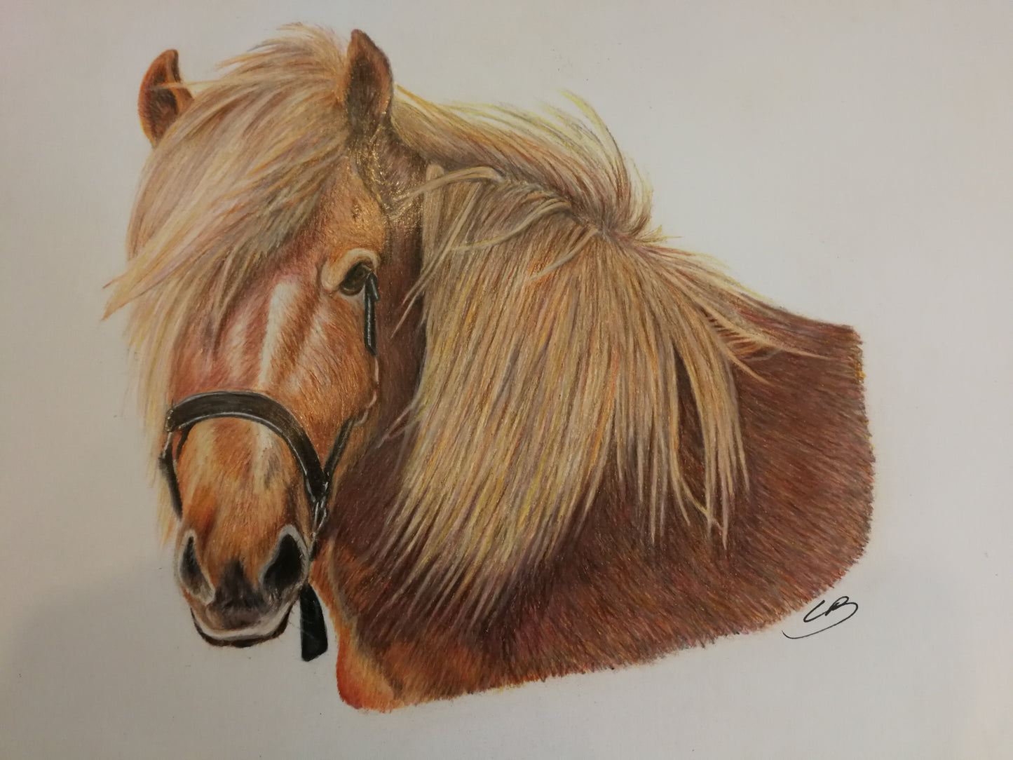 Bestilling af håndtegnet dyreportræt i A4 farver