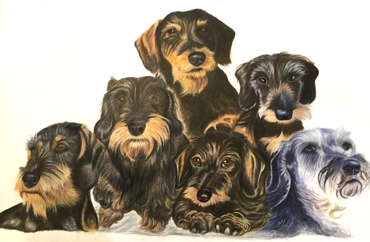 Bestilling af håndtegnet dyreportræt i A2 farver