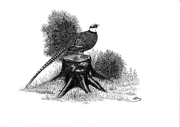 Harekamp fra Hals og Guldfasanen