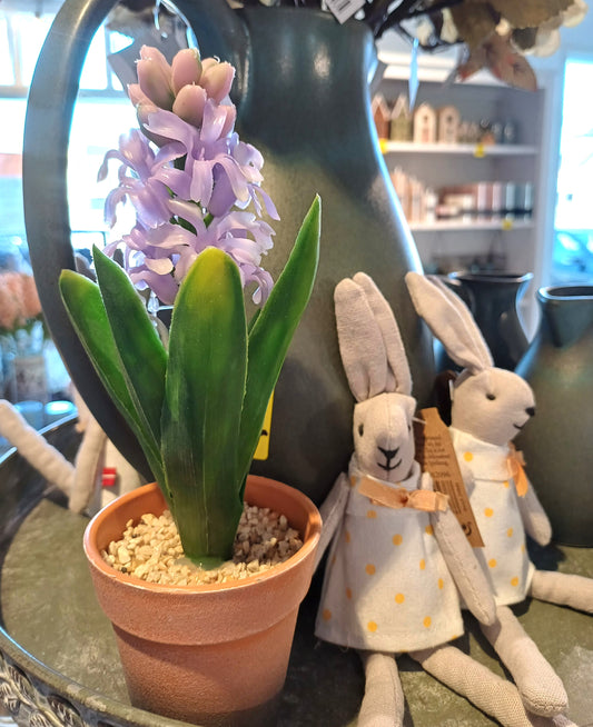 Lilla hyacinter i potte