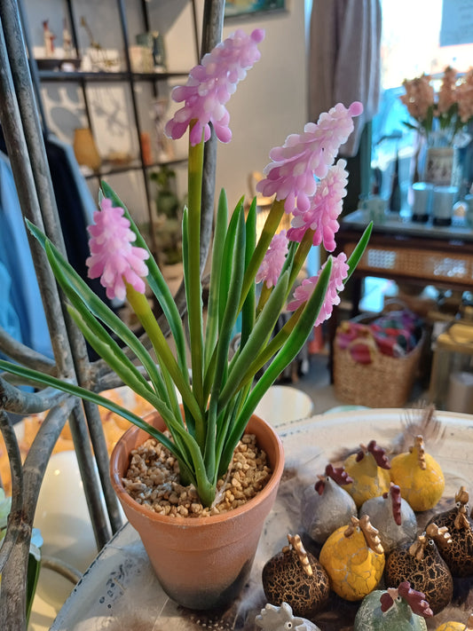 Rosa perlehyacint i potte.