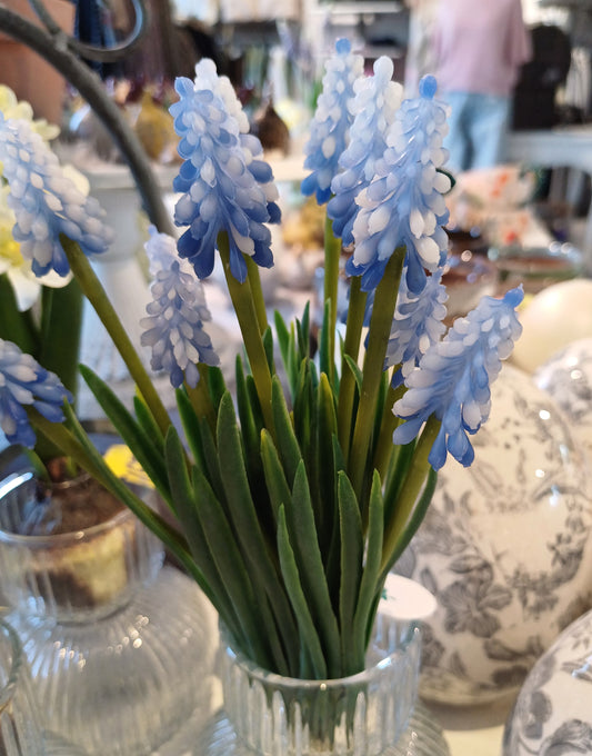 Blå perlehyacint buket.