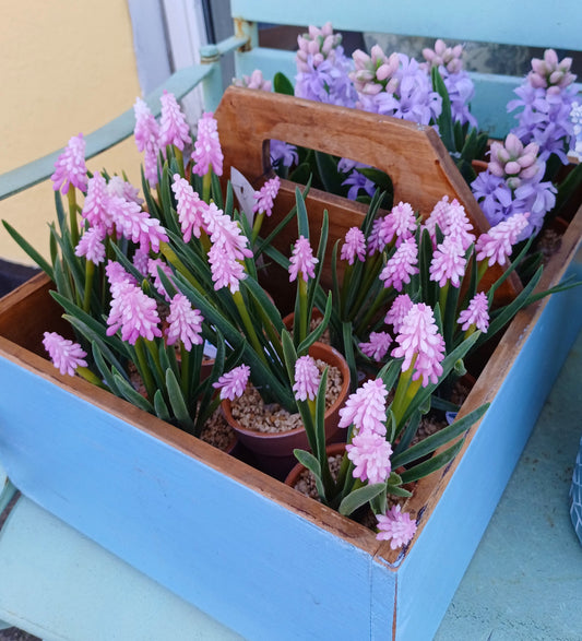 Rosa perlehyacint i potte.