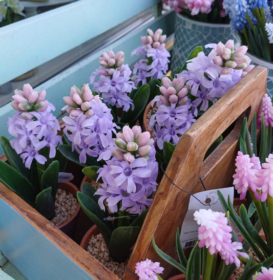 Lilla hyacinter i potte