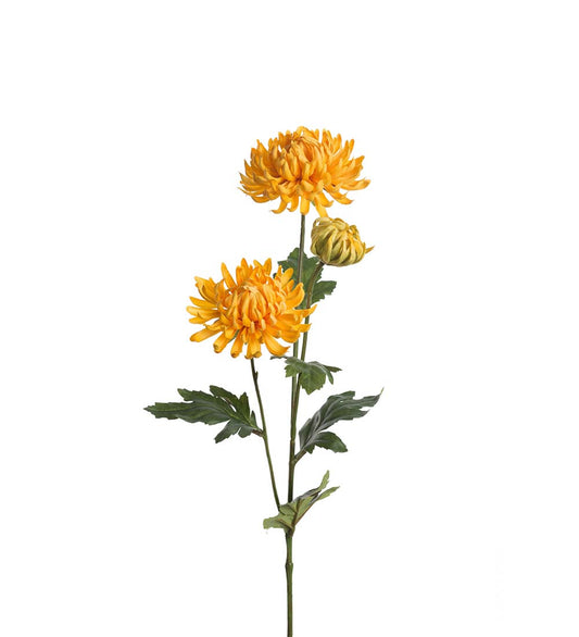 Gule chrysanthemum.