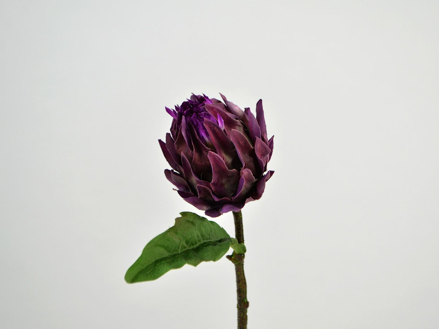 Artiskok blomster hoved i purple