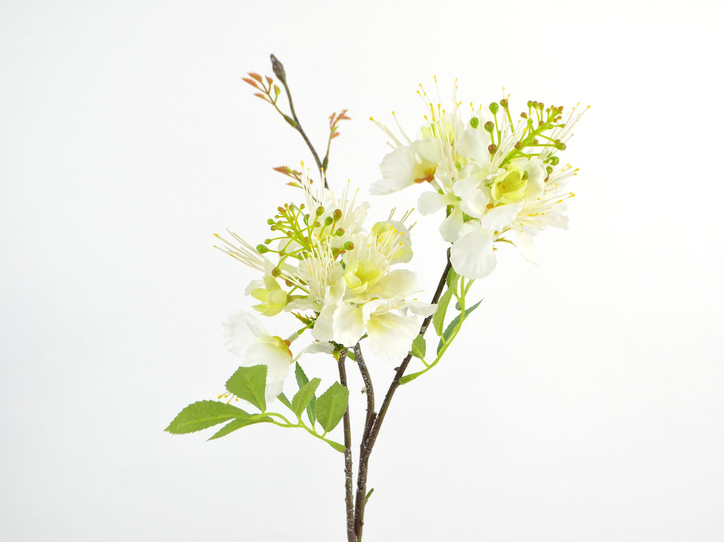 Blomster gren med hvide blomster